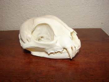 Bobcat skulls, NICE! 6 available